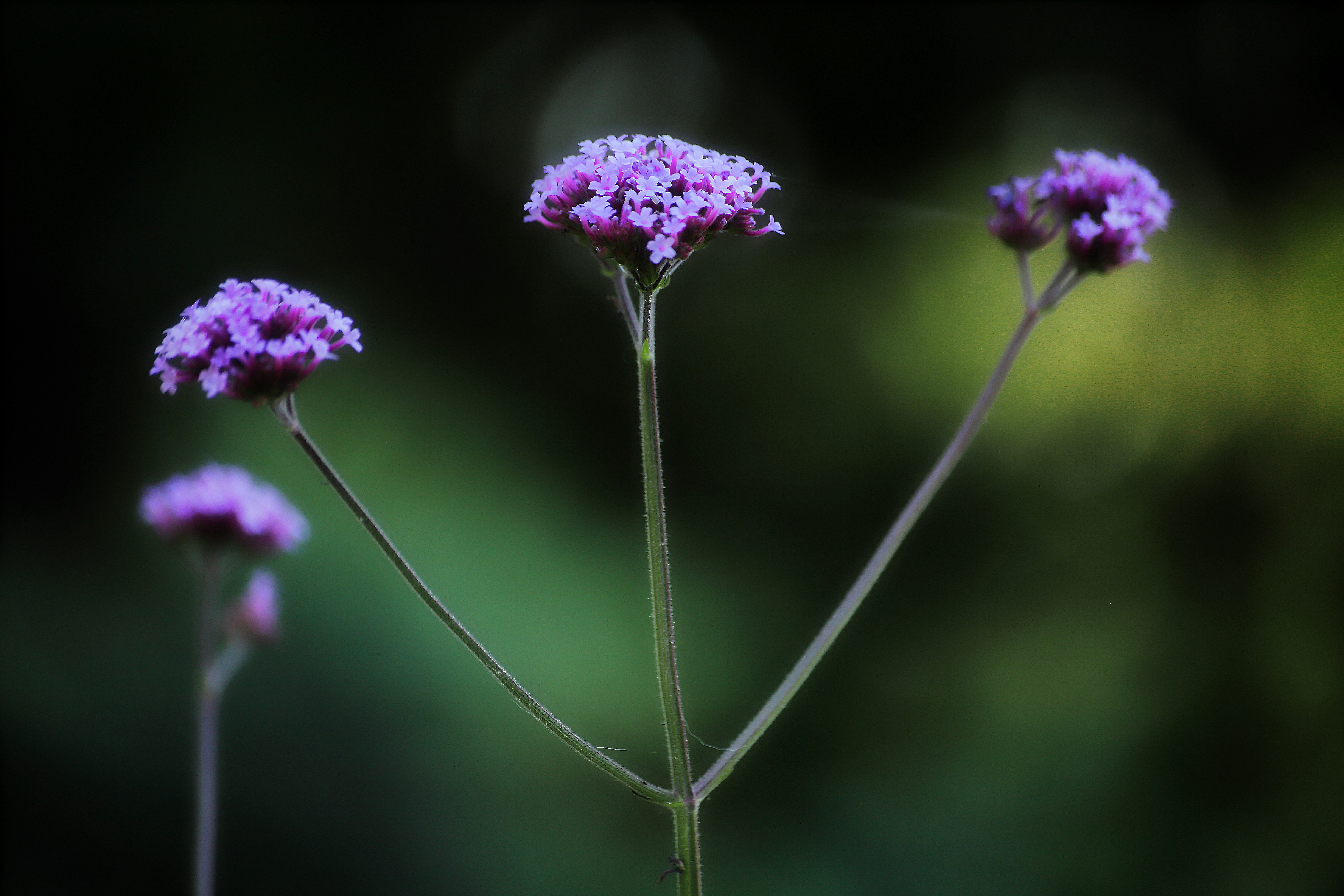 photo of purple flowers